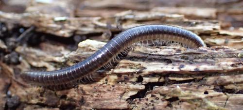 Leptoiulus belgicus